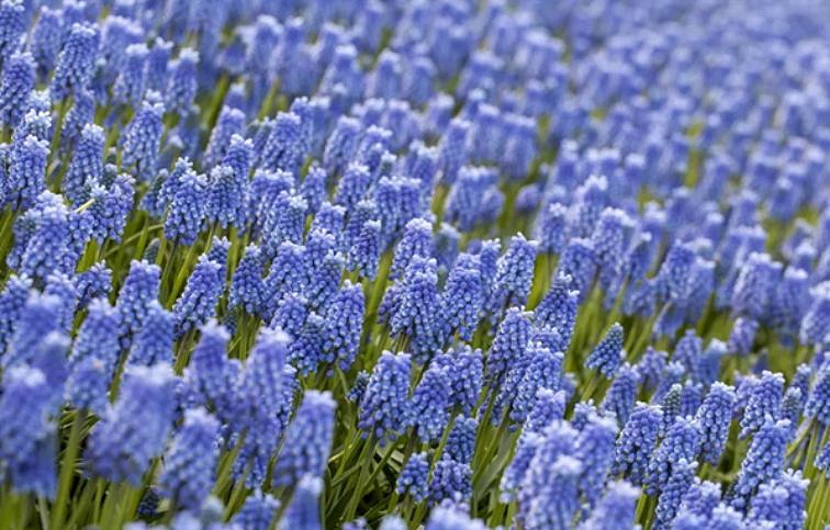 Modrica Blue Magic - Muscari, kont. p9