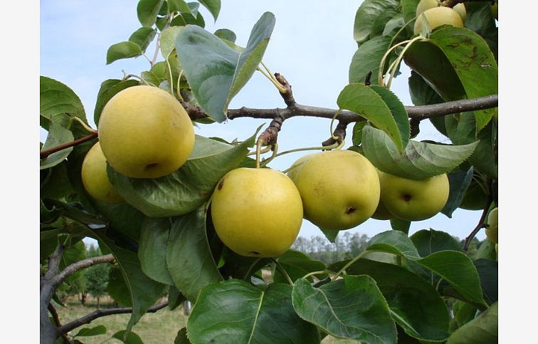 Hruška ázijská Early Shu, podp. Kaukazská hruška, voľnok.