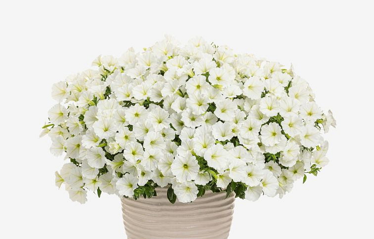 Petúnia Supertunia Vista Snow Drift, kont. 0,5 l