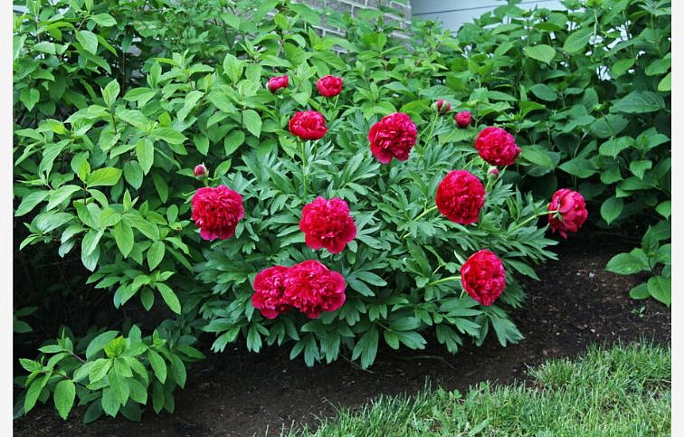 Pivonka bylinná Karl Rosenfield - Paeonia lactiflora, kont. p11