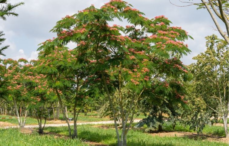 Albízia voňavá Ombrella Boubri Multikmeň 120-160cm, kont. 12 l