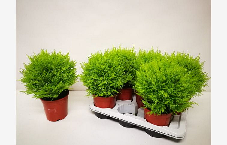 Cyprus Goldcrest Wilma guľa cca 20 cm, kont. p14