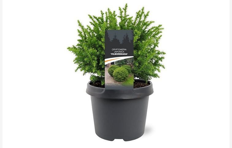 Kryptoméria japonská Vilmoriniana 15-20 cm, kont. C2,5