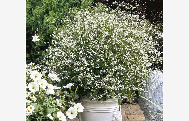 Euphorbia Diamond Frost, kont. 0,5 l