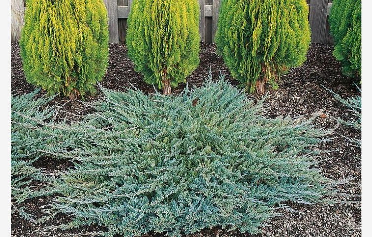 Borievka rozprestretá Icee Blue, kont. 3 l