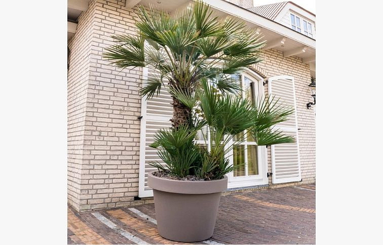 Chamaerops Humilis 60-70 cm, kont. p21