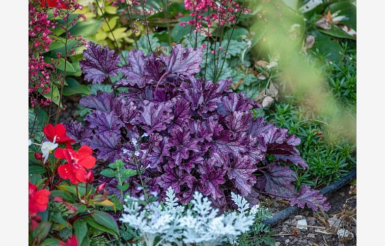 Heuchera Forever Purple, kont. 0,5 l
