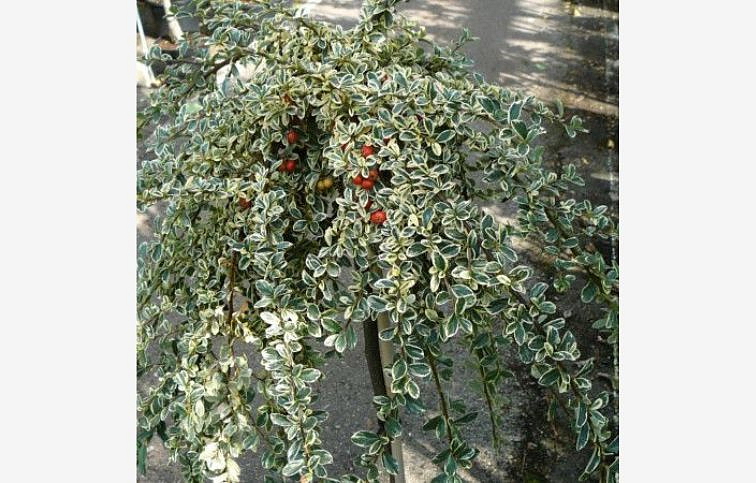 Skalník suecicus JULIETTE na kmienku 90-110 cm, kont. p21