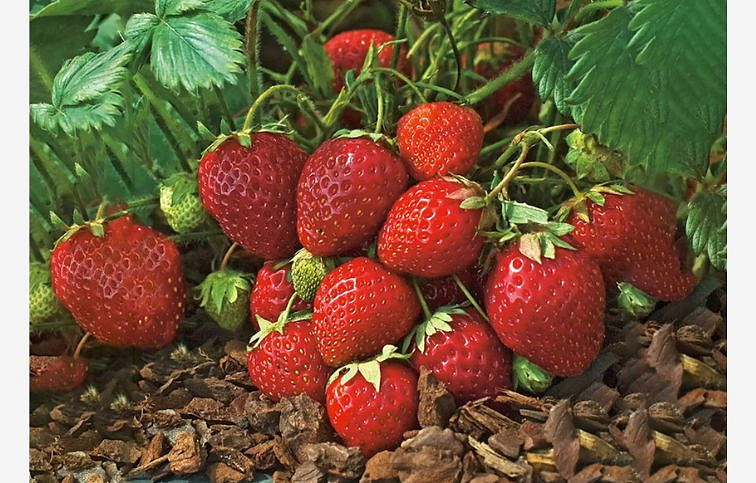 Jahoda Polka, multiplato 10 ks