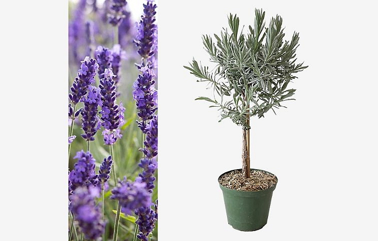 Levanduľa úzkolistá na kmienku 30-40 cm - Lavandula angustifolia, kont. p14