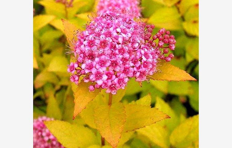Tavoľník japonský Golden Princess 10-20cm - Spiraea japonica kont. 2 l