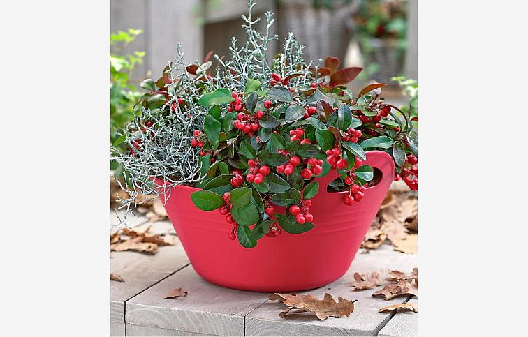 Gaultheria Big Berry 20cm, kont. p12