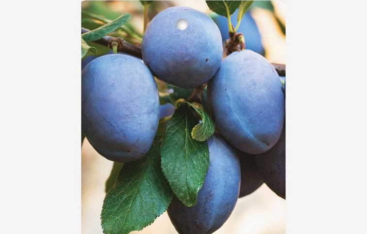 Slivka Topgigant Plus, podpník myrobalán, voľnok.