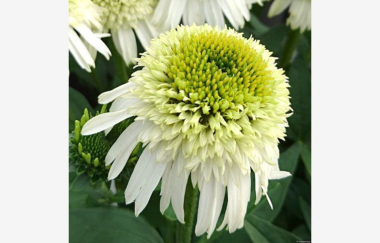 Echinacea purpurová Delicious Nougat, kont. 1 l
