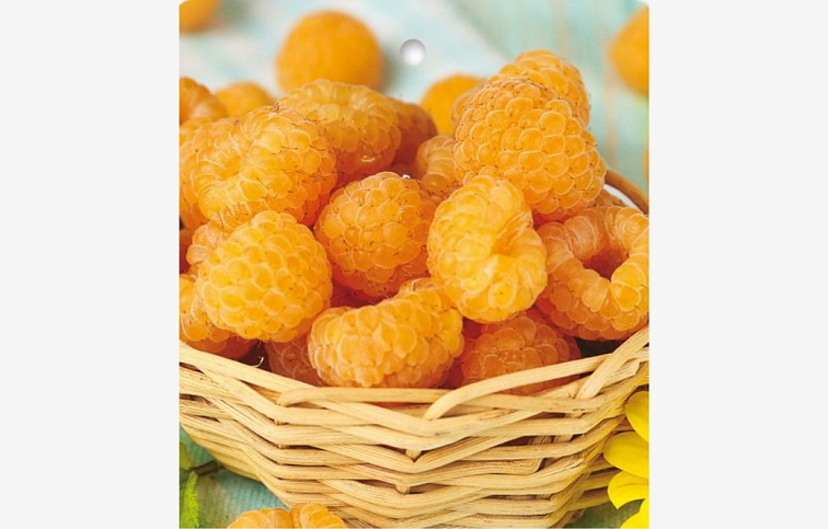 Malina žltá Jantar remontantná 30-50 cm, kont. 1 l