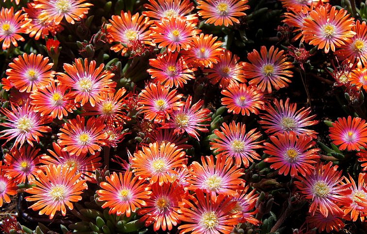 Poludňovka Jewel of Desert Sunstone - Delosperma, kont. 0,5 l