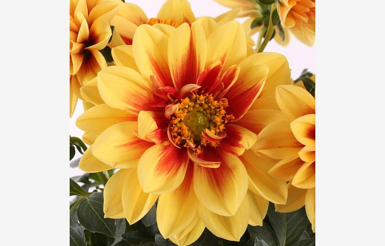 Dahlia Georgína Labella Medio Fun Golden Eye - Dahlia, kont. 0,7 l