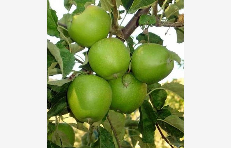 Jabloň Granny Smith na cca 100cm kmeni, výška 160-180cm, obv. km. 6-8cm, kont. 10 l