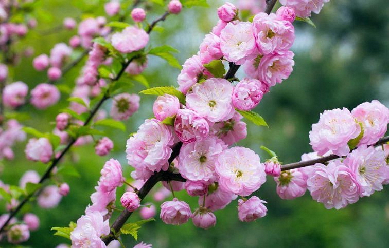 Mandľa trojlaločná 40-80cm, kont. 5 l