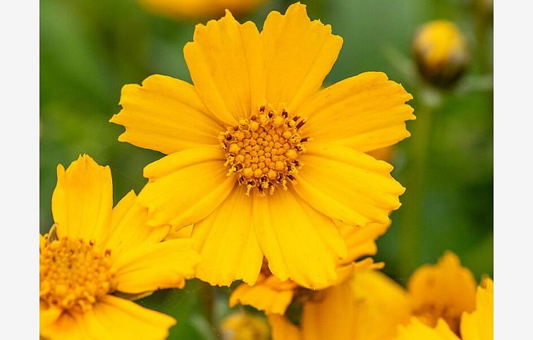 Krásnoočko Nana - Coreopsis auriculata, kont. 0,5 l