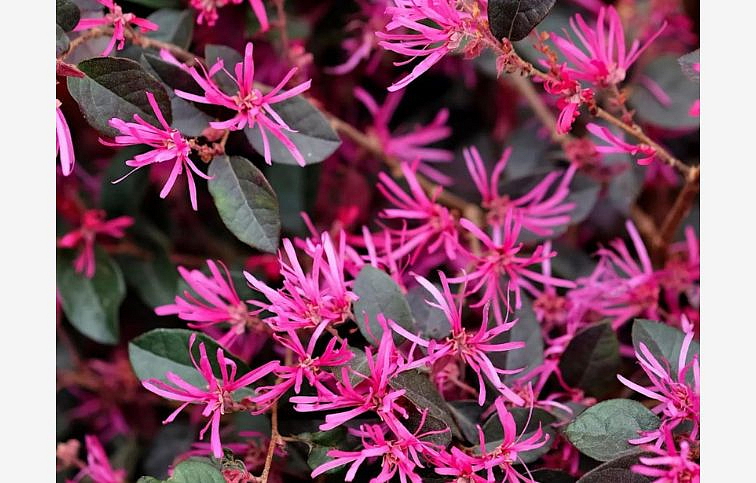 Loropetalum čínske Fede na 80-90cm kmienku, výška 170-190 cm, kont. 15 l