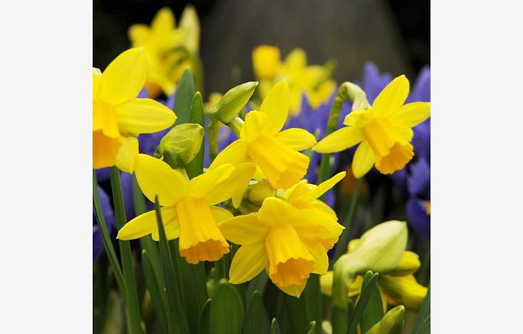 Narcis TETE-Á-TETE 5 ks v balení