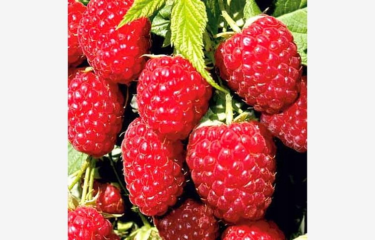 Malina Veten, voľnok.