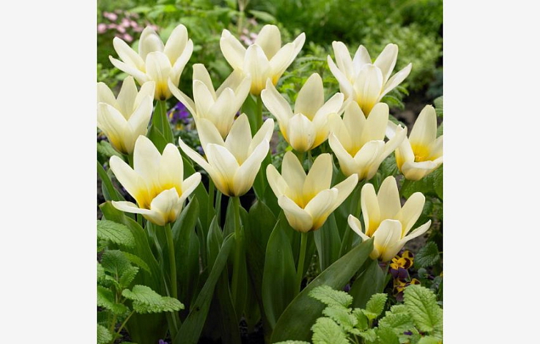 Tulipán Concerto 3 ks v kont. 0,5 l