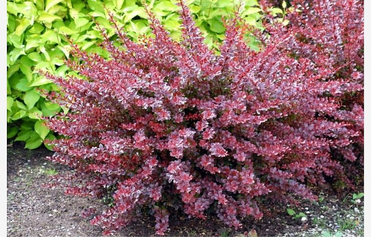 Dráč Thunbergov Red Chief 10-20 cm, kont. 2 l