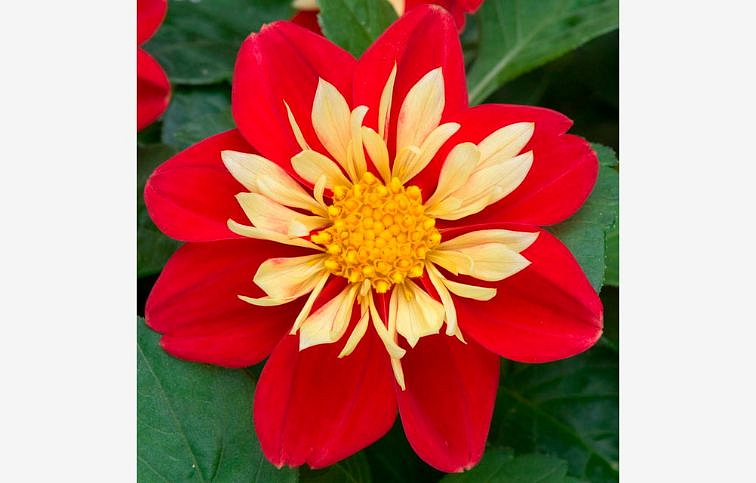 Georgína Dahlietta Surprise Cindy - Dahlia, kont. 0,7 l