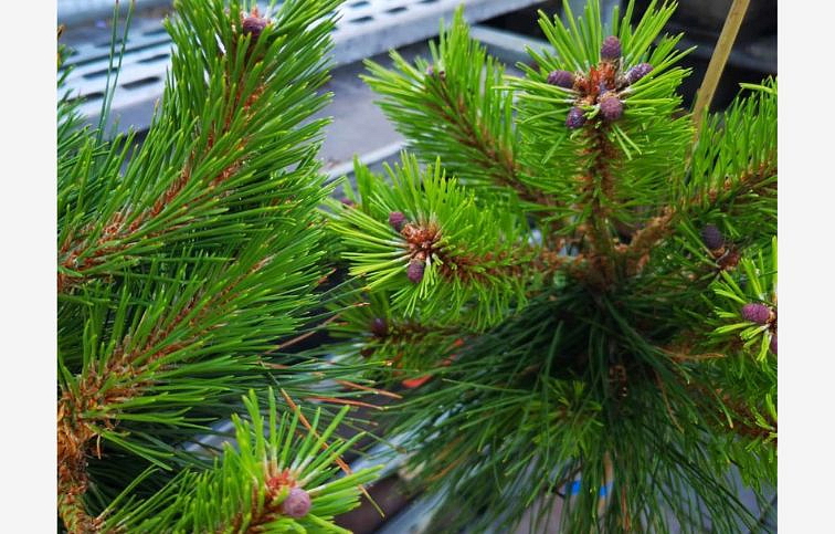 Borovica čierna PIERRICK BREGEON na kmienku, výška 80-90 cm, kont. 9 l