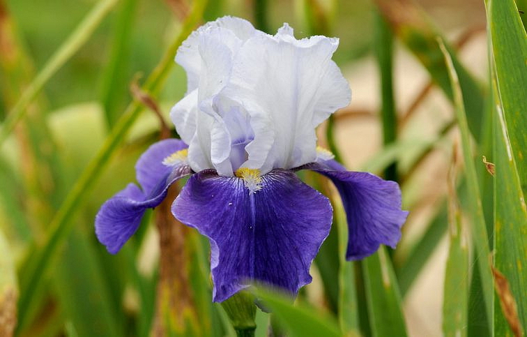Kosatec nemecký Night Edition - Iris germanica, kont. p11