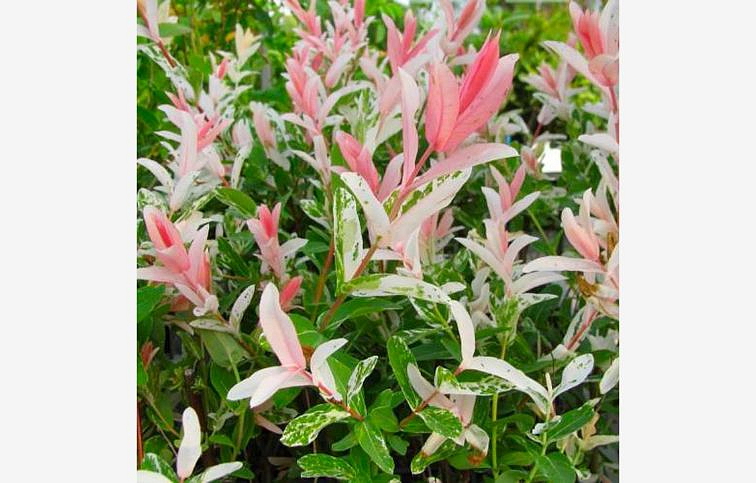 Vŕba japonská Hakuro Nishiki 20-40cm - Salix integra kont. 1,5 l