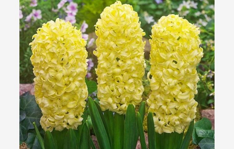 Hyacint Yellowstone, kont. p7