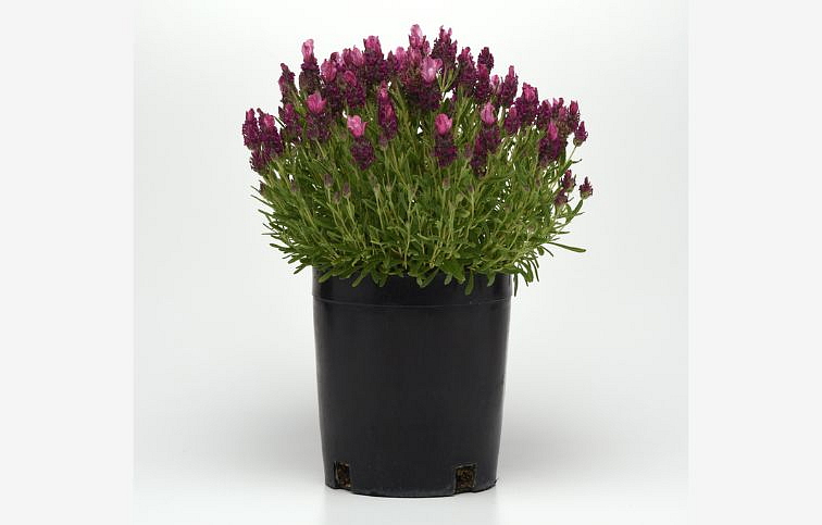 Levanduľa francúzska Bandera Deep Rose - Lavandula stoechas, kont. 0,5 l