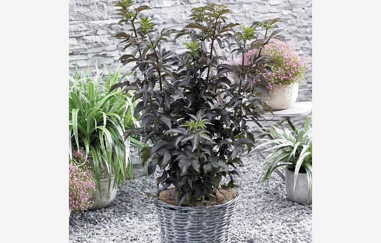 Baza čierna Black Tower 30-50cm, kont. 4 l