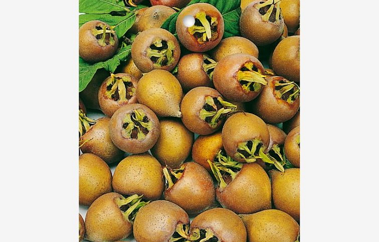 Mišpuľa Royal, podpník semenáč 110-140 cm, kont. 6 l