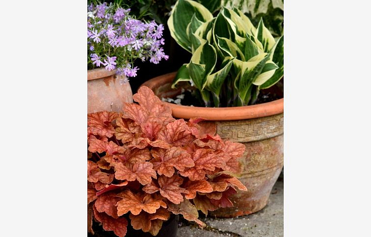 Heuchera World Caffe Arabica, kont. 0,5 l