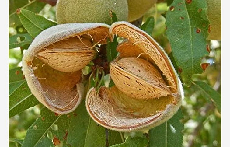 Mandľovník na kmienku 180-220cm, obvod kmeňa 8-10cm, kont. 10 l