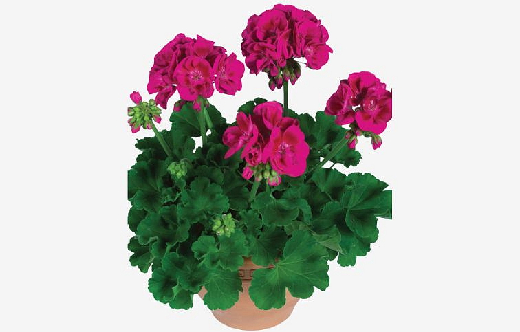 Muškát vzpriamený Flower Fairy Berry - Pelargonia, kont. 0,7 l