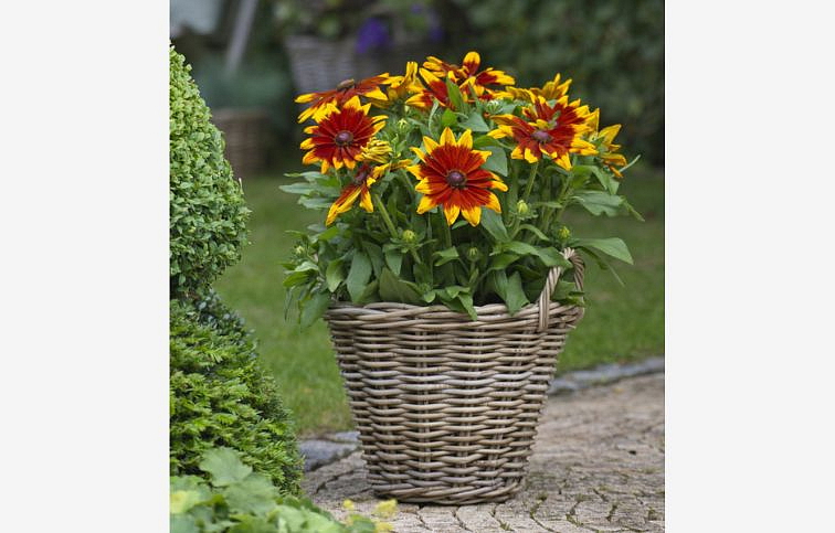 Rudbekia Sunbeckia Mia - Rudbeckia, kont. 1 l