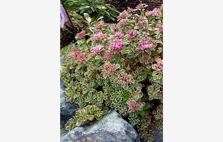 Rozchodník pochybný Tricolor - Sedum spurium, kont. 0,5 l