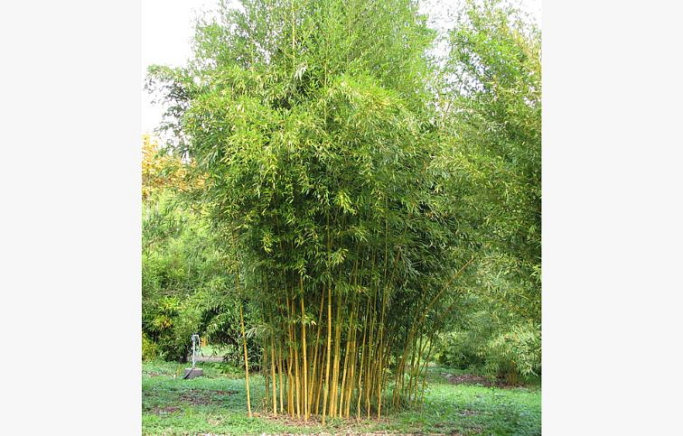Bambus Aureosulcata Spectabilis 160-200cm, kont. 18 l