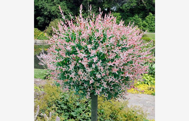 Vŕba japonská Flamingo na 35-40 cm kmienku, výška 70-90 cm, kont. p17