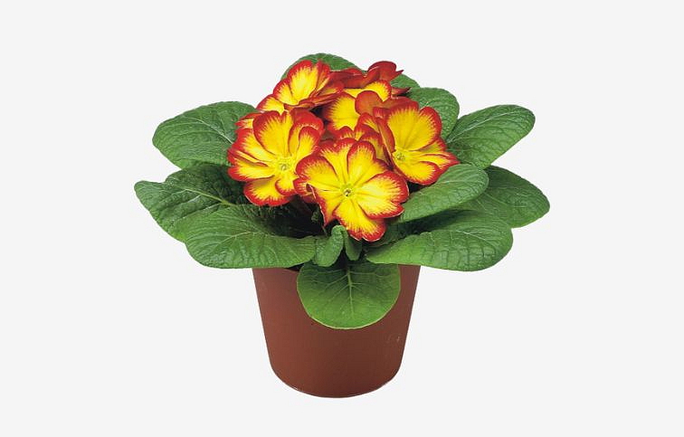 Prvosienka bezbyľová Bonneli Elcora Rot, kont. p9