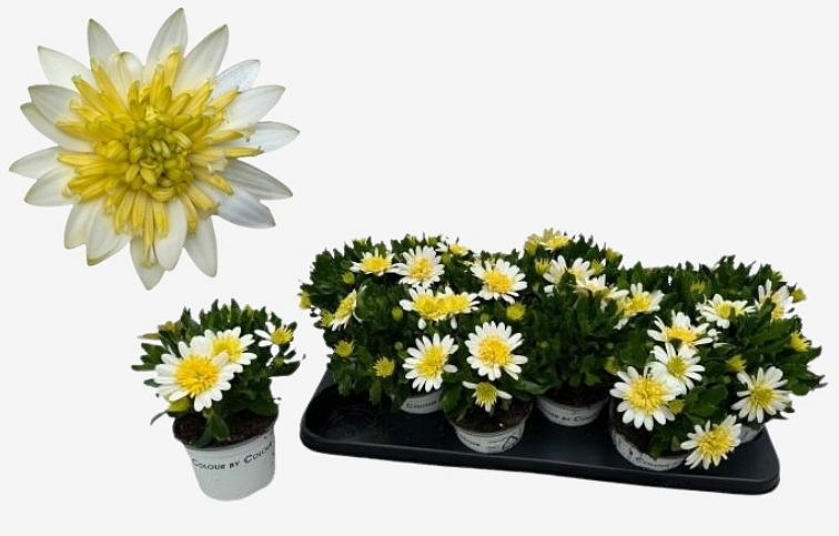 Africká sedmokráska Double White - Osteospermum, kont. p10,5