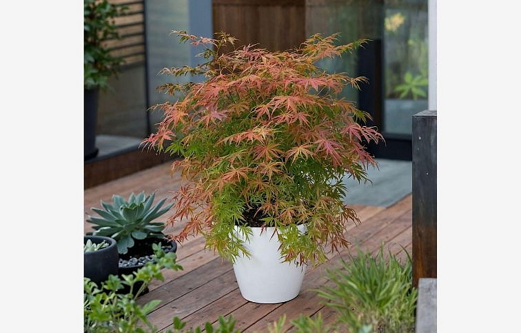 Javor dlaňovitolistý Extravaganza 60-80cm, kont. p19