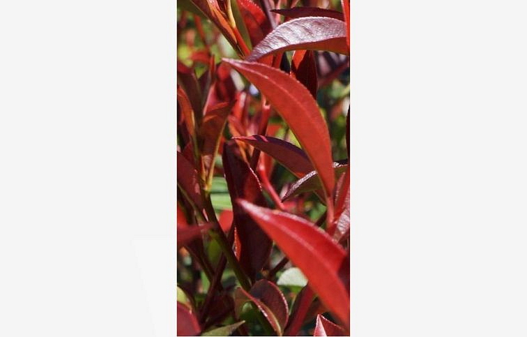 Červienka Red Robin špaliera 100x120cm na cca 120cm kmienku, obv. km. 8-10cm, kont. 30l