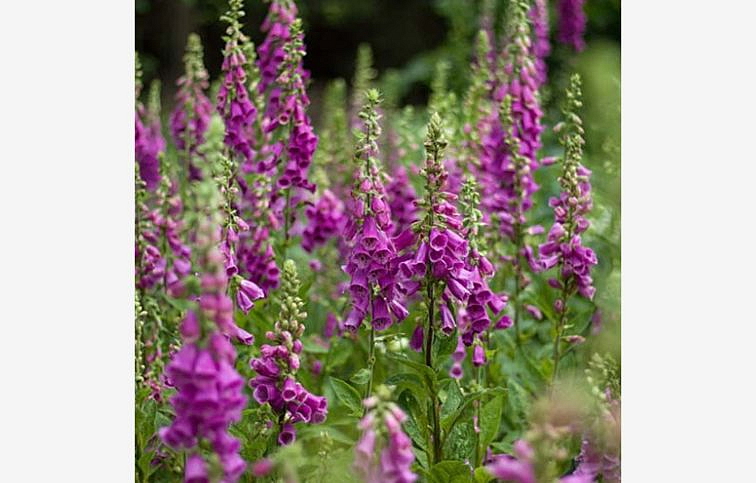 Náprstník červený - Digitalis purpurea, kont. 1 l