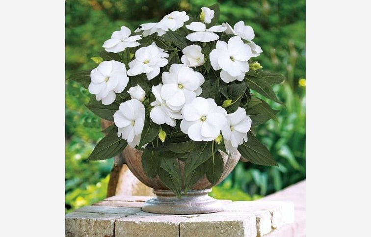 Netýkavka Nová Guinea Moorea - Impatiens, kont. 0,7 l